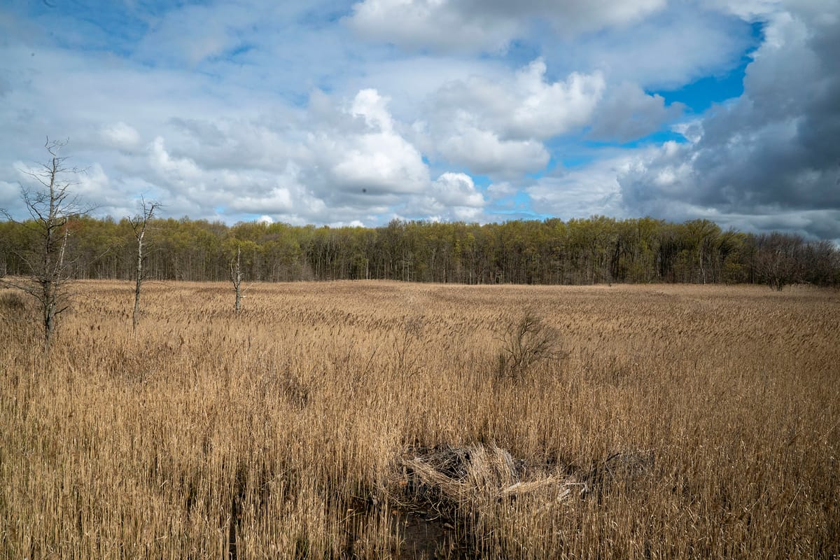 A Last Stand for The Wetlands